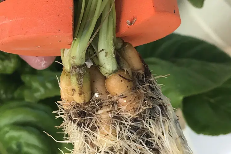 Problems with hydroponic carrots growth