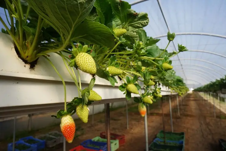 Common Problems with Hydroponic Strawberries