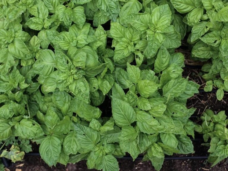Can You Replant Hydroponic Basil? The Hydroponics