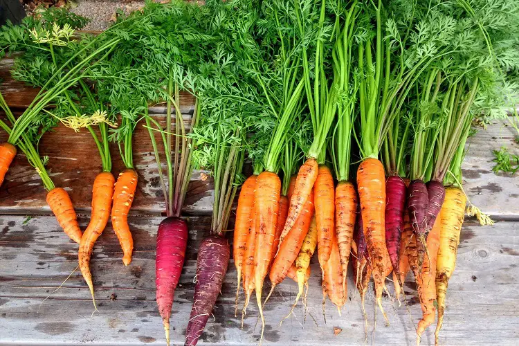 Carrot Characteristics