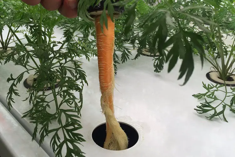 Carrots Need a Deep Grow Tray