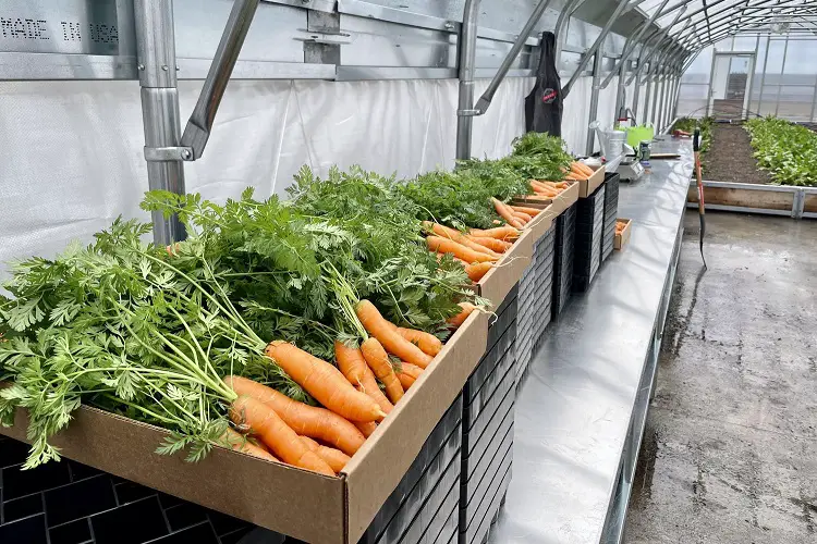When is the best time to harvest carrots