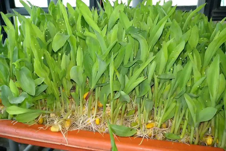 How to make corn fodder?