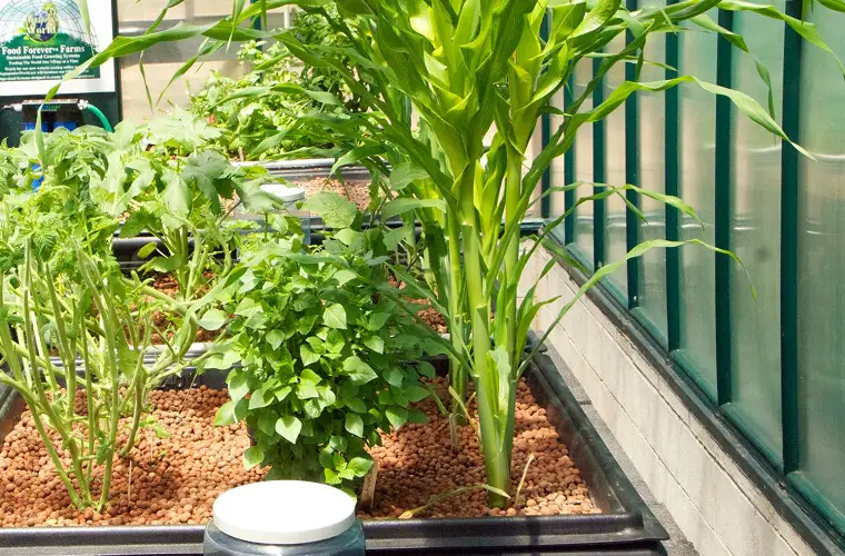 Corn plant inside greenhouse