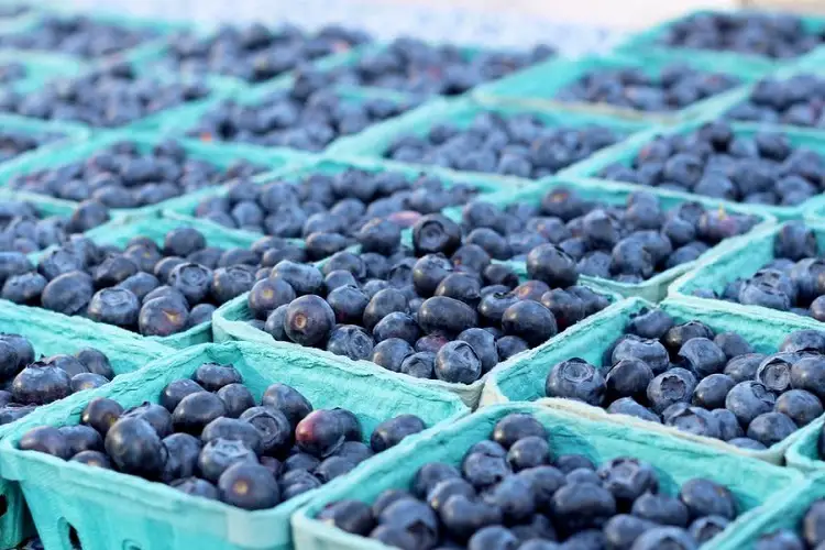 When is right time to harvest blueberries?