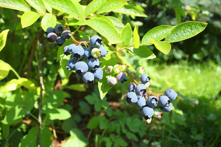 About Highbush Blueberries