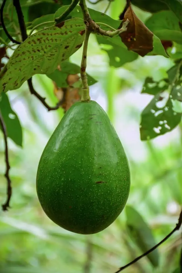 an avocado on a tree