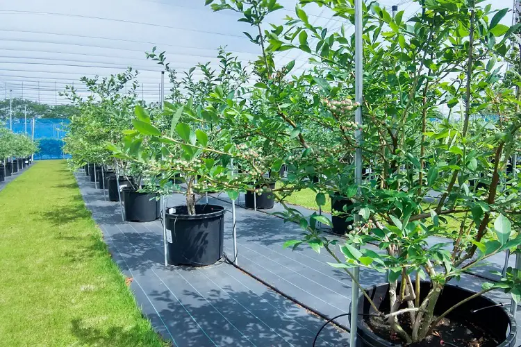 Ideal Hydroponic Conditions for Blueberries