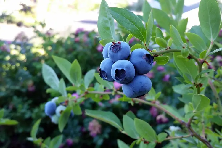 Types of Blueberries Suitable for Hydroponics