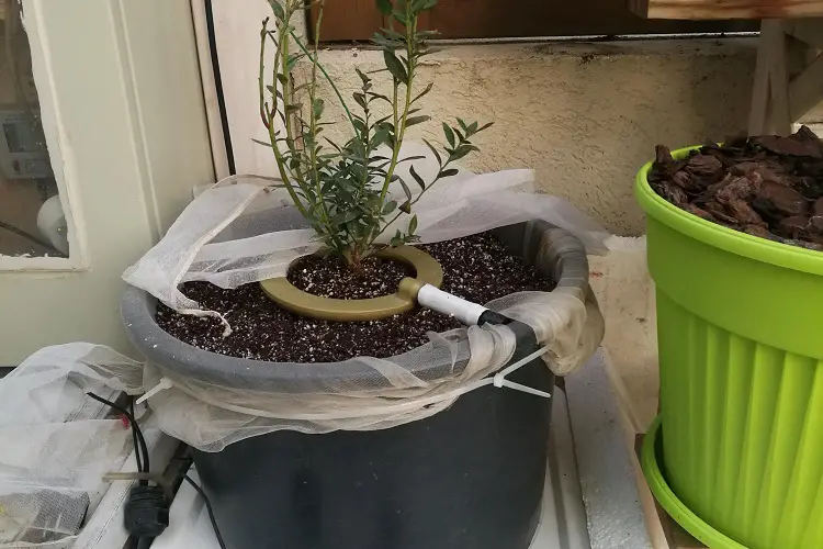 DIY Hydroponic Setup for Blueberries