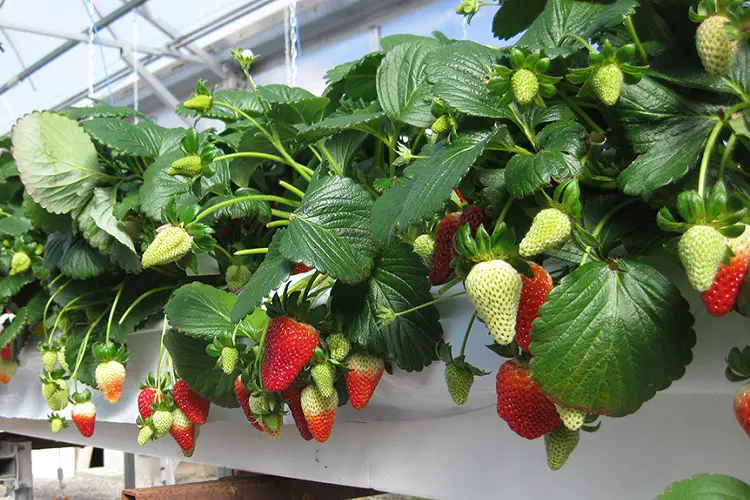 Hydroponical garden for strawberries