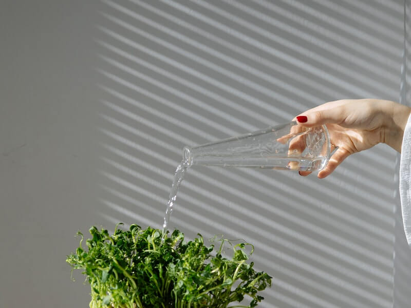 a woman watering a plant 