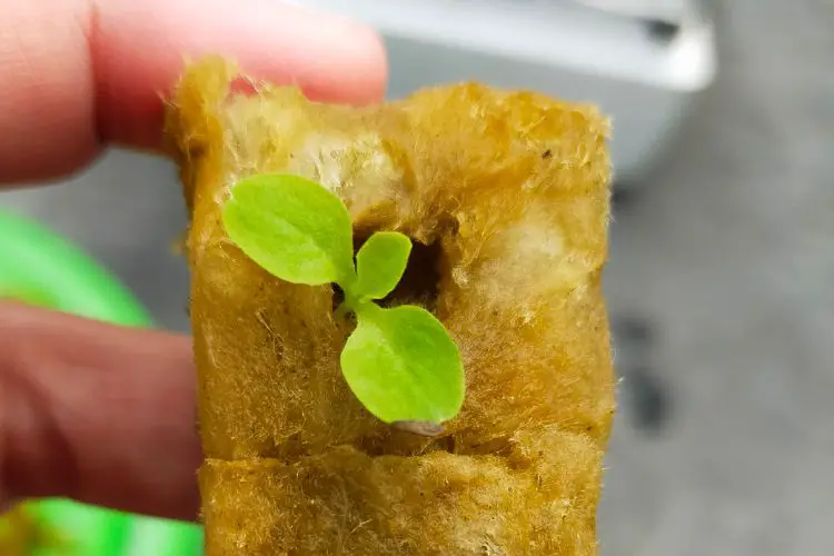 lettuce seedling in rockwool