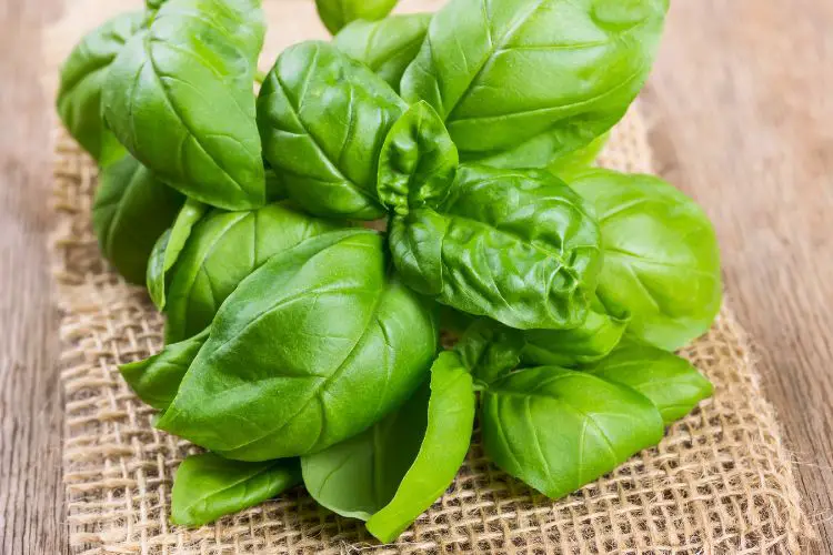 Hydroponic Basil: How to Grow New Plants & Keep Them Alive